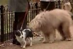 Pedigree - Whats your dogs thing